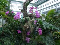 Orchideenschau Erich Young Fondation