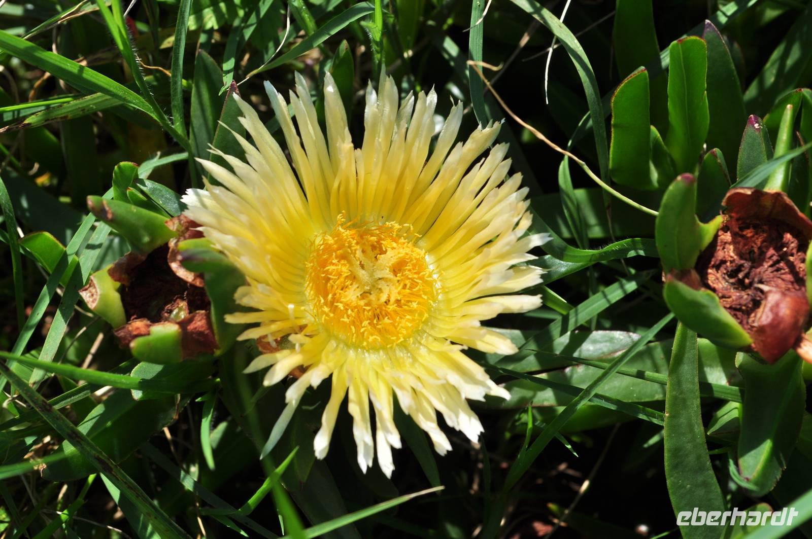 Am Guernsey Rundturm Nummer 11