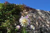 St Peter Port - Hauptstadt von Guernsey - Candle Gardens