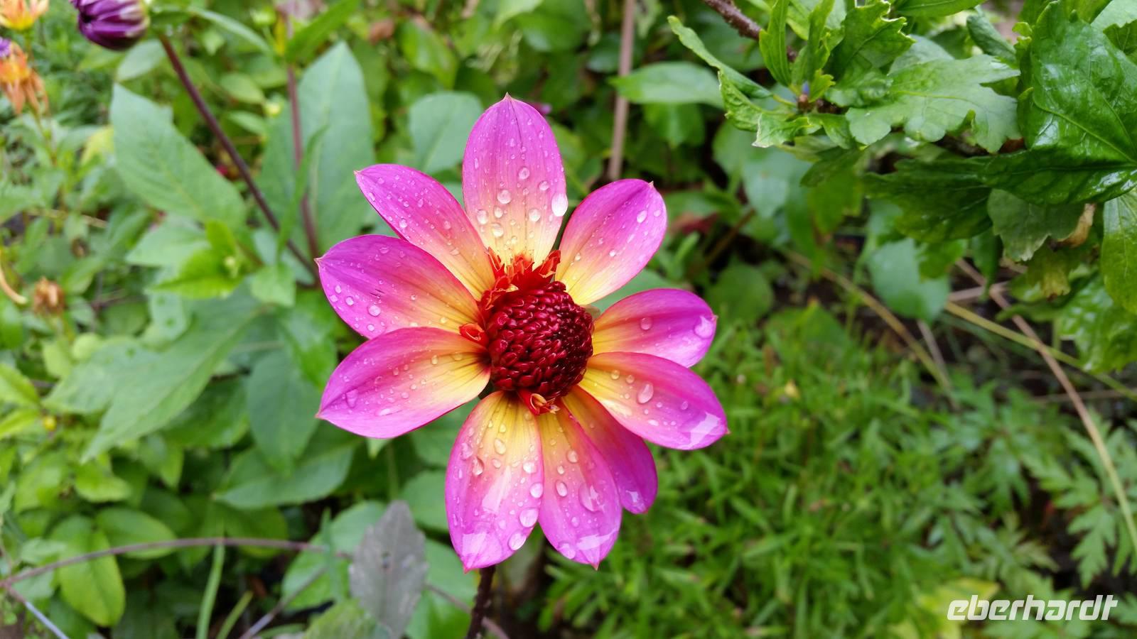 La Seigneurie Gardens - Die Gärten der La Seigneurie
