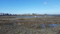 Guernsey - Ebbe - Low Tide