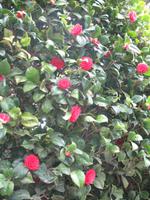 Besuch der Insel Sark