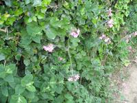 Besuch der Insel Sark