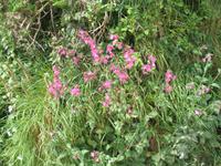 Besuch der Insel Sark