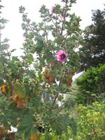 Besuch der Insel Sark