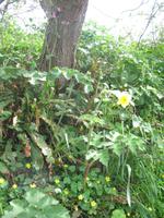 Besuch der Insel Sark