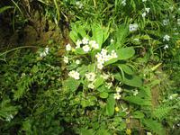 Besuch der Insel Sark