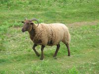 Inselrundfahrt auf Jersey