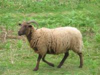 Inselrundfahrt auf Jersey