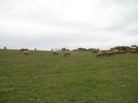 Inselrundfahrt auf Jersey