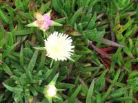 Wanderung vom Leuchtturm 