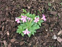 Wanderung von der Bouley Bay zur Rozel Bay