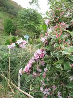 Wanderung von der Bouley Bay zur Rozel Bay