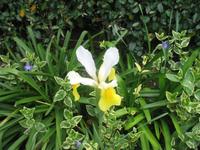 Wanderung von der Bouley Bay zur Rozel Bay