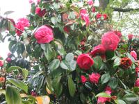 Besuch der Insel Guernsey