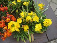 Besuch des Privatgartens der Familie Skinner