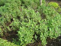 Besuch des Privatgartens der Familie Skinner