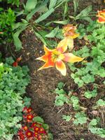 Besuch des Privatgartens der Familie Skinner