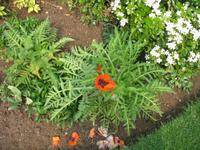 Besuch des Privatgartens der Familie Skinner