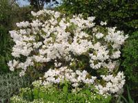 Besuch des Privatgartens der Familie Skinner