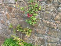 Besuch des Privatgartens der Familie Skinner