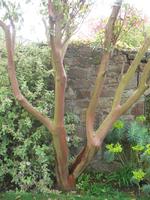 Besuch des Privatgartens der Familie Skinner