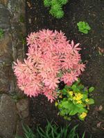 Besuch des Privatgartens der Familie Skinner