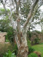 Besuch des Privatgartens der Familie Skinner