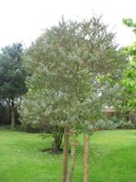 Besuch des Privatgartens der Familie Skinner