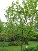 Besuch des Privatgartens der Familie Skinner