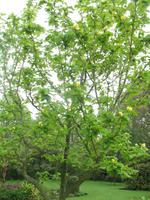 Besuch des Privatgartens der Familie Skinner