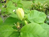 Besuch des Privatgartens der Familie Skinner