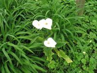 Besuch des Privatgartens der Familie Skinner