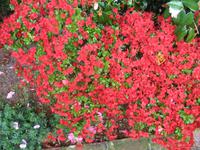 Besuch des Privatgartens der Familie Skinner