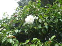 Besuch des Privatgartens der Familie Skinner