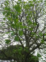 Besuch des Privatgartens der Familie Skinner