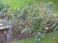 Besuch des Privatgartens der Familie Skinner