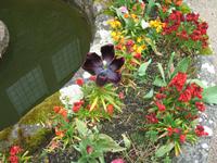 Besuch des Privatgartens der Familie Skinner