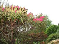 Besuch des Privatgartens der Familie Skinner