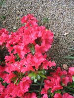 Besuch des Privatgartens der Familie Skinner