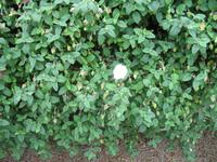 Besuch des Privatgartens der Familie Skinner