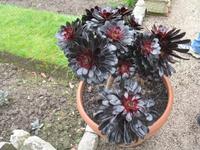 Besuch des Privatgartens der Familie Miles