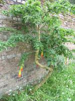 Besuch des Privatgartens der Familie Miles