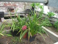 Besuch des Privatgartens der Familie Miles