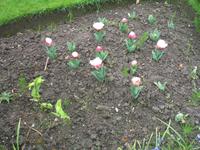 Besuch des Privatgartens der Familie Miles