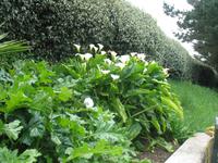 Besuch des Privatgartens der Familie Miles