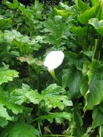 Besuch des Privatgartens der Familie Miles