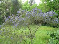 Besuch des Privatgartens der Familie Miles