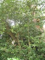 Besuch des Privatgartens der Familie Miles