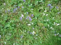 Besuch des Privatgartens der Familie Miles